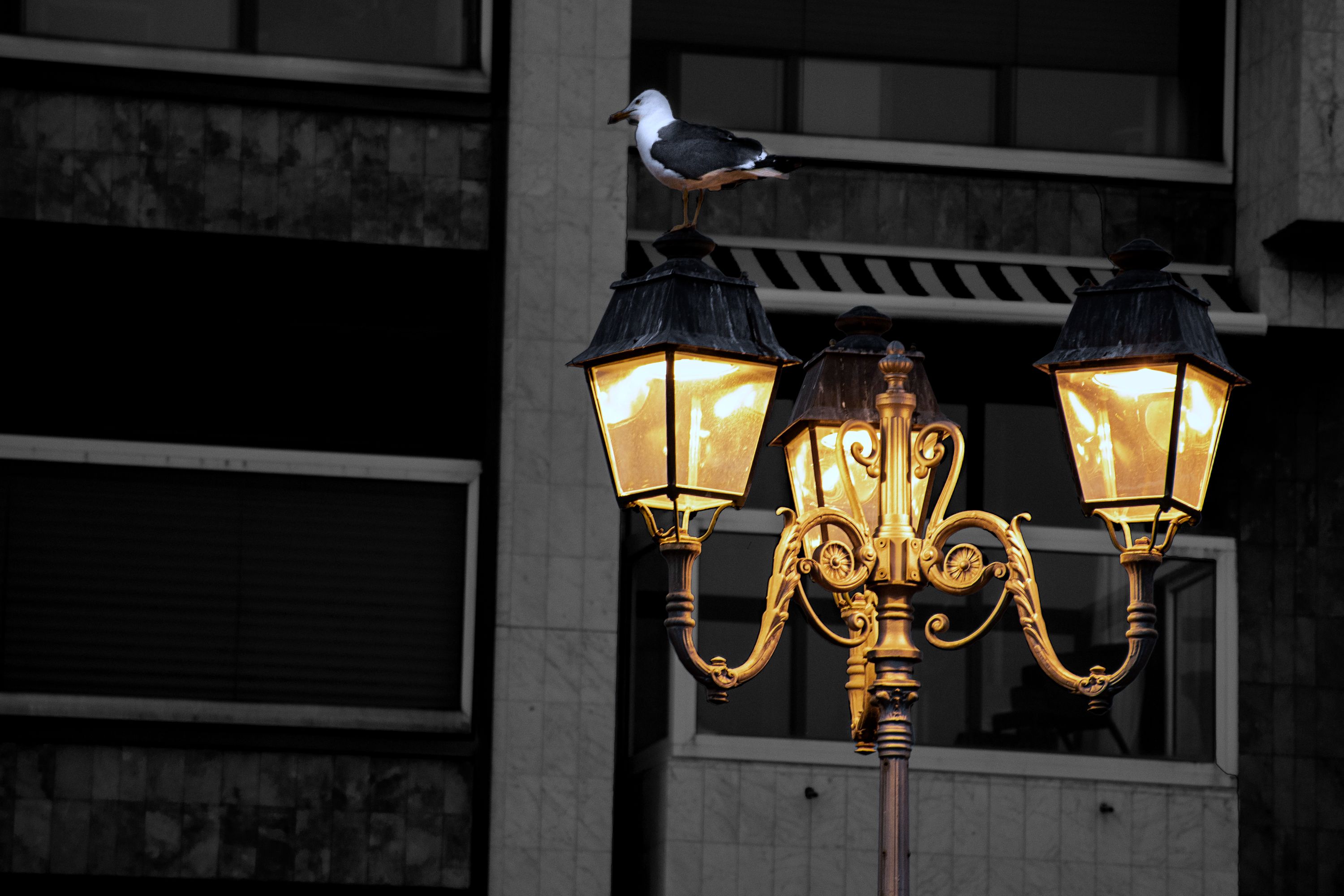 2022-08-09-Sable d'Olonne-Lampadaire-Mouette